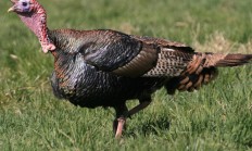 Myslivecká mluva krocana divokého (Meleagris gallopavo)
