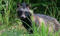  Historie psíka mývalovitého (Nyctereutes procyonoides)