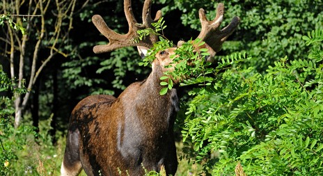 Myslivecká mluva losa evropského (Alces alces) 