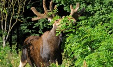 Myslivecká mluva losa evropského (Alces alces) 
