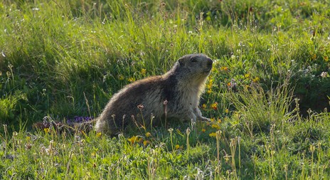 Myslivecká mluva svišť horský (Marmota marmota)
