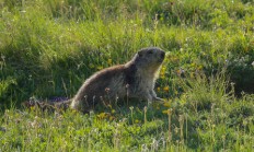 Historie sviště horského (Marmota marmota)