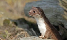 Myslivecká mluva lasice hranostaj (Mustela erminea)