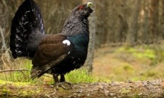 Myslivecká mluva tetřev hlušec (Tetrao urogallus) 