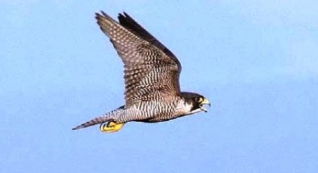 Oslavme dnes Světový den sokolnictví - World Falconry Day