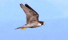 Oslavme dnes Světový den sokolnictví - World Falconry Day