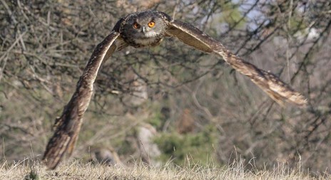 Myslivecká mluva výra velkého (Bubo bubo)