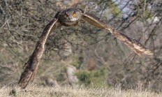Myslivecká mluva výra velkého (Bubo bubo)