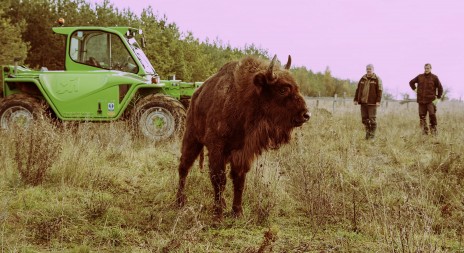 Do rezervace velkých kopytníků přijelo pět zubřích samic z polské Bělověže