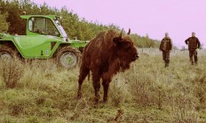 Do rezervace velkých kopytníků přijelo pět zubřích samic z polské Bělověže