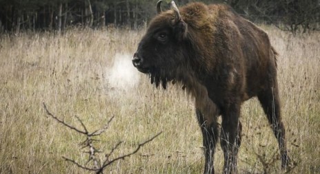 Zubřím samicím se po příjezdu daří dobře, začaly se seznamovat