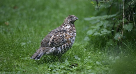 Myslivecká mluva jeřábek lesní  (Tetrastes bonasia) 