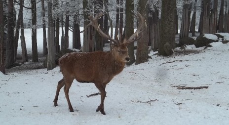 Inzerát: lov jelena, muflona i daňka