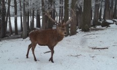 Inzerát: lov jelena, muflona i daňka