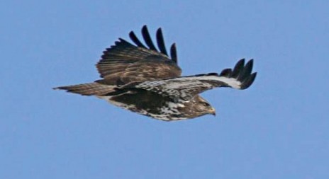 Myslivecká mluva káně lesní (Buteo buteo)