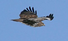 Myslivecká mluva káně lesní (Buteo buteo)