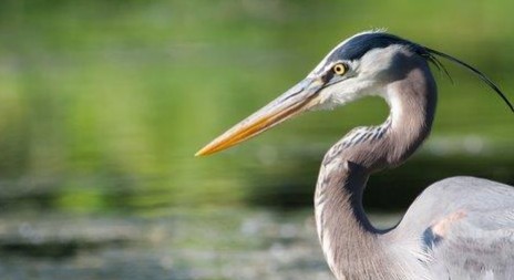 Myslivecká mluva volavky popelavé (Ardea cinerea) 