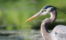 Myslivecká mluva volavky popelavé (Ardea cinerea) 