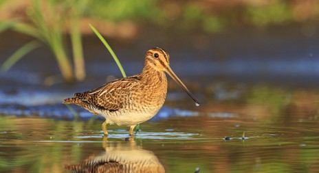 Myslivecká mluva Bekasína otavní (Capella gallinago) 