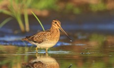 Myslivecká mluva Bekasína otavní (Capella gallinago) 