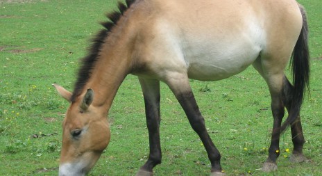 Kůň Převalského není jako mustang. I přes nejnovější objev vědců