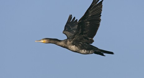 Myslivecká mluva kormorán velký (Phalacrocorax carbo) 