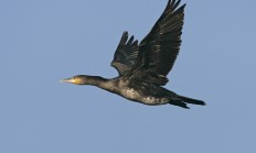 Myslivecká mluva kormorán velký (Phalacrocorax carbo) 