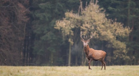 Aktualita z přírody - Mladí jeleni začínají shazovat své paroží