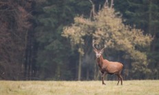 Aktualita z přírody - Mladí jeleni začínají shazovat své paroží
