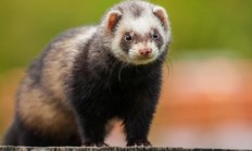 Myslivecká mluva - Tchoř tmavý (Putorius putorius)