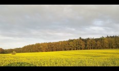 Řepka ozimá - myslivosti škodící