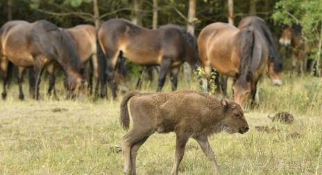Velcí kopytníci mohou zmenšit riziko požárů v krajině, ukazují vědecké výzkumy