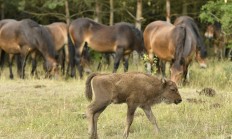 Velcí kopytníci mohou zmenšit riziko požárů v krajině, ukazují vědecké výzkumy