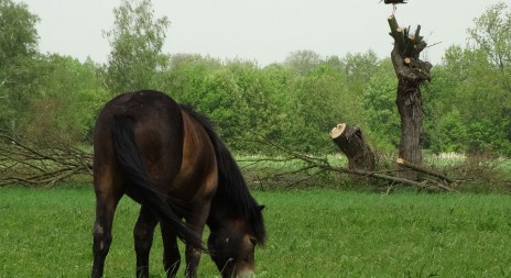 Slavnostní rozšíření Rezervace velkých kopytníků v Milovicích
