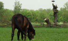 Slavnostní rozšíření Rezervace velkých kopytníků v Milovicích
