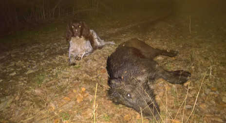 Naučte se správně zacházet se zvěřinou