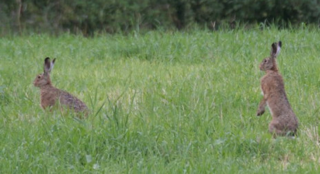 Při honu na Zajíce mluvme jako myslivci - Zajíc polní