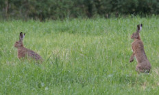 Při honu na Zajíce mluvme jako myslivci  - Zajíc polní