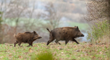 Nabídka lovu prasete divokého - Klášterní honitba Štěchovice