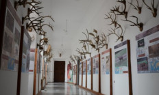 Salačova sbírka trofejí