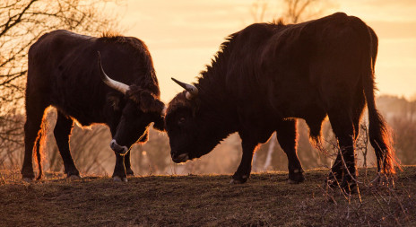 Maskotem Středočeského kraje se stal pratur, díky milovické rezervaci