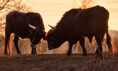 Maskotem Středočeského kraje se stal pratur, díky milovické rezervaci