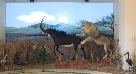 Africké muzeum lovu Dr. Emila Holuba