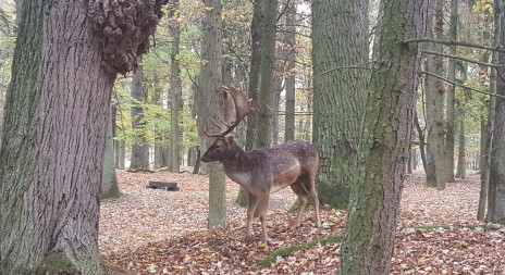 Možnosti lovu nedaleko Prahy - Klášterní honitba Štěchovice