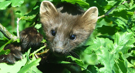 Kuna skalní - myslivecká mluva