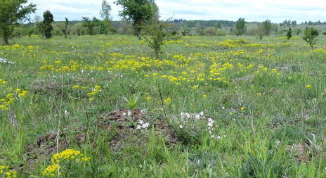V milovické rezervaci velkých kopytníků vznikají jarní trávníky
