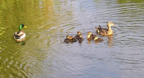Aktualita z přírody - objevují se kachny s kachňaty