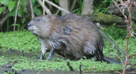 Ondatra pižmová není naší původní zvěří