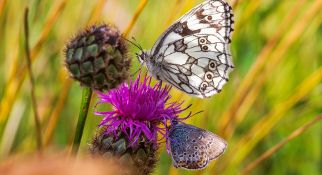 Motýli a včely vymírají v celé Evropě. Čeští vědci úspěšně vyzkoušeli recept na jejich záchranu