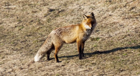 Liška obecná mysliveckou mluvou